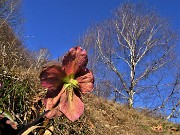 17 Helleborus niger (Elleboro) in fruttescenza